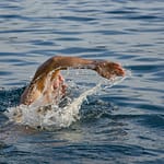 kristofor behn ironman triathlon